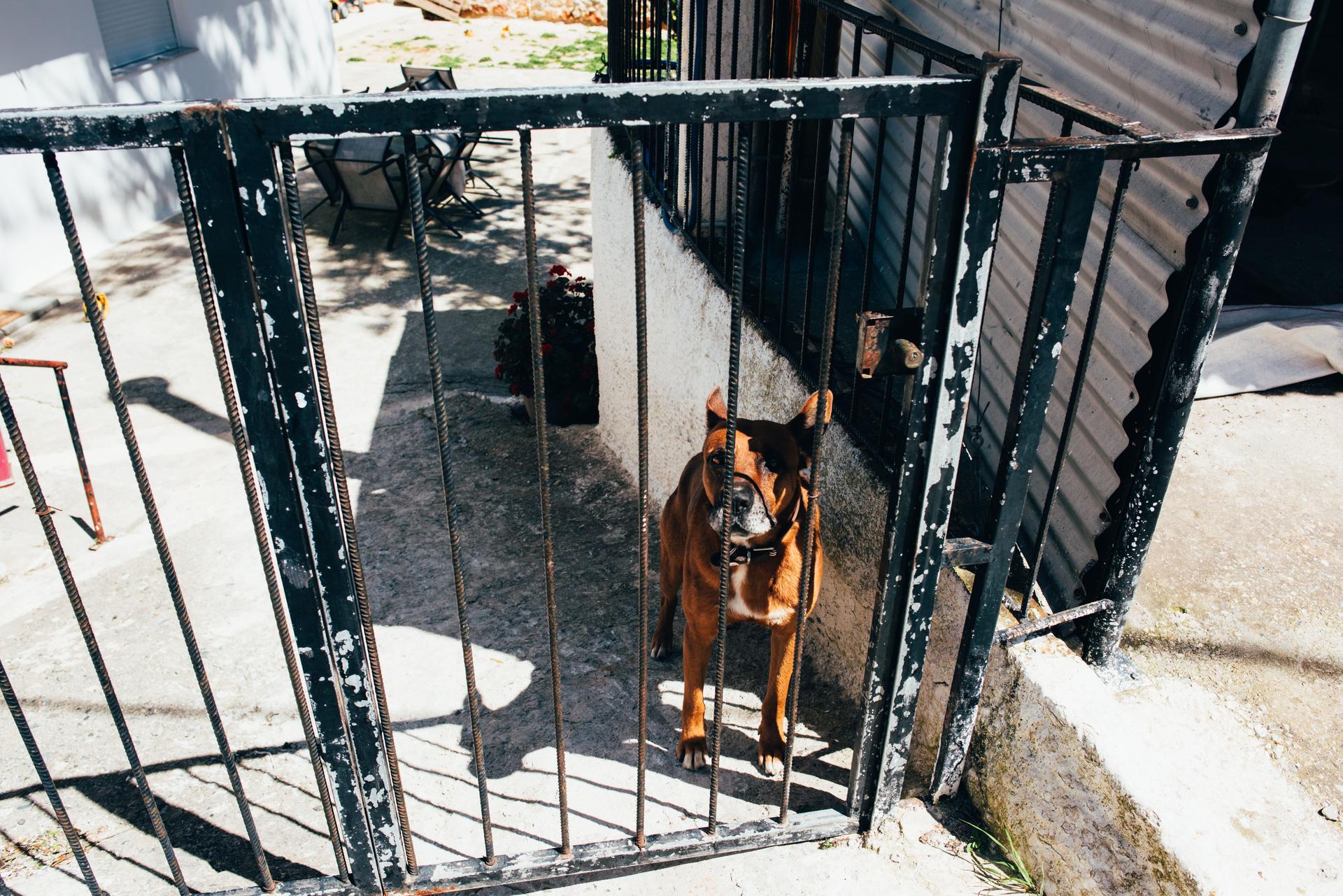 Guard dog behind a gate symbolizing Anthropic's digital safety controls for AI evaluations