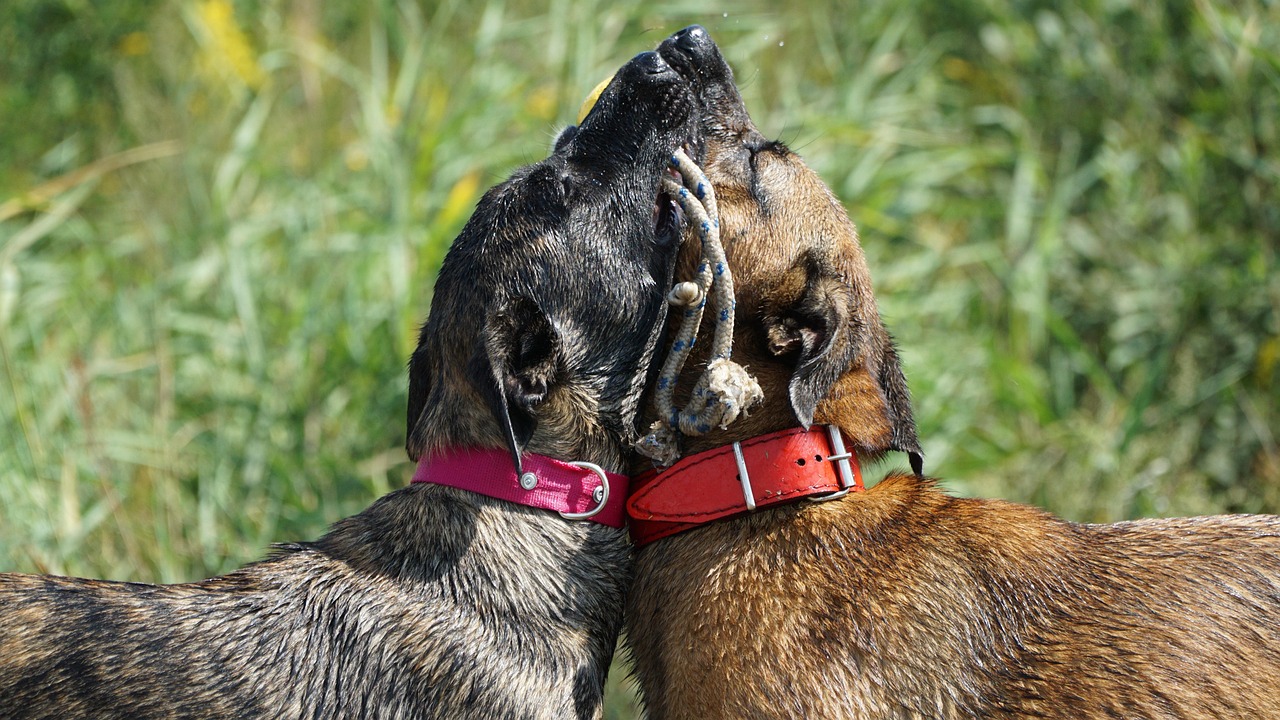 Two wet dogs stand close together, illustrating trust after an AI company discloses a safety failure.