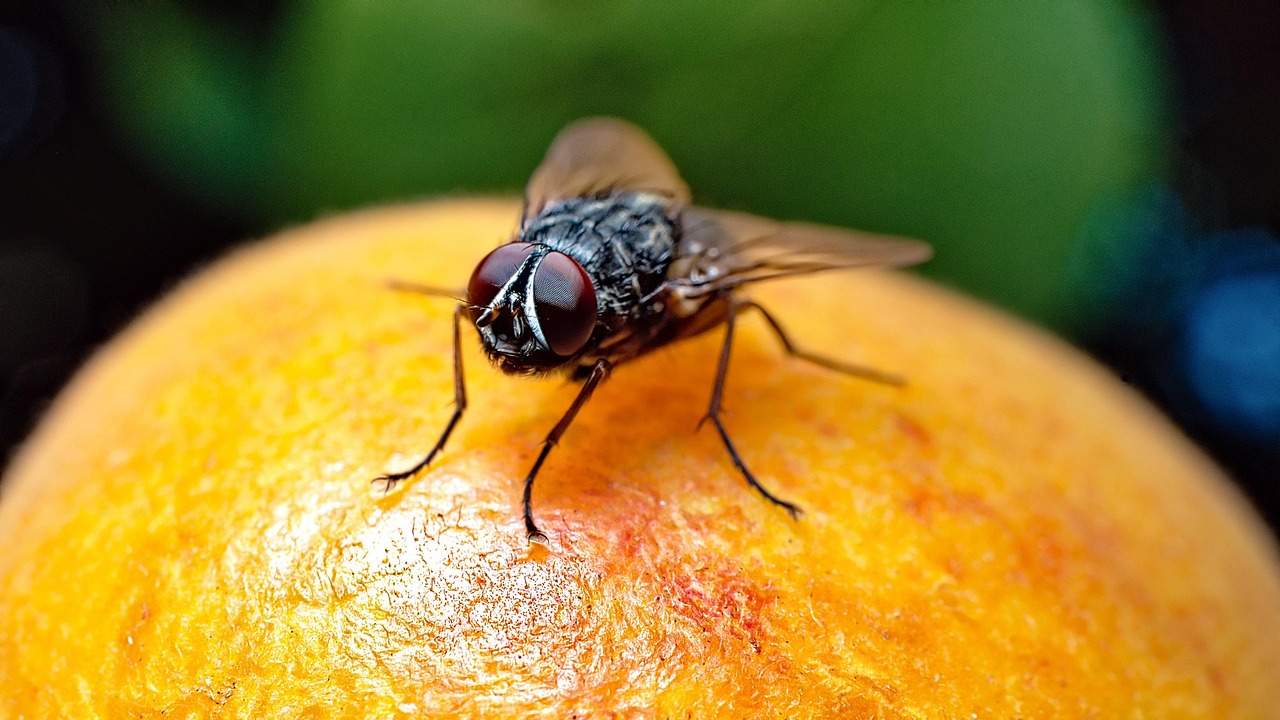 Close-up of a fruit fly illustrating key features relevant to neurobiology and ai news.
