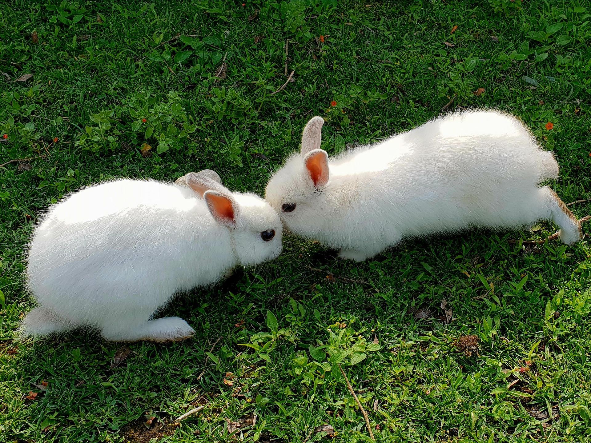 Two white rabbits representing AI agents in close collaboration, echoing the theme of AI's rapid deployment.